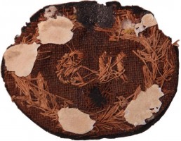 Badge Officier cap badge 